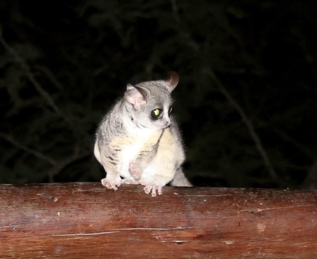 Hakuna Matata Marloth Park Zewnętrze zdjęcie